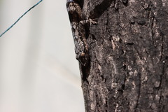 Hemidactylus leschenaultii