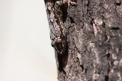 Hemidactylus leschenaultii