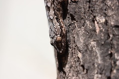 Hemidactylus leschenaultii