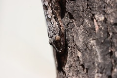 Hemidactylus leschenaultii