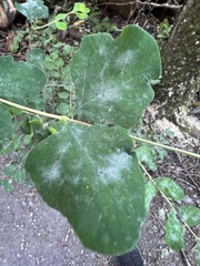 Erysiphe symphoricarpi