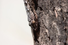 Hemidactylus leschenaultii