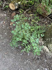 Erysiphe symphoricarpi