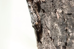 Hemidactylus leschenaultii