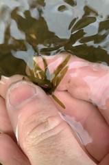 Potamogeton ochreatus