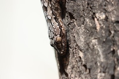 Hemidactylus leschenaultii