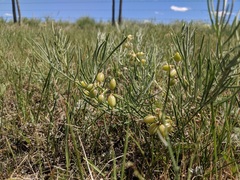 Astragalus pectinatus