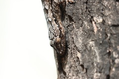 Hemidactylus leschenaultii