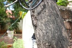 Hemidactylus leschenaultii