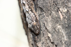 Hemidactylus leschenaultii