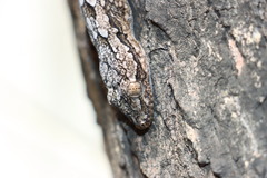 Hemidactylus leschenaultii