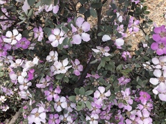 Leptospermum sericeum