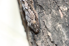 Hemidactylus leschenaultii