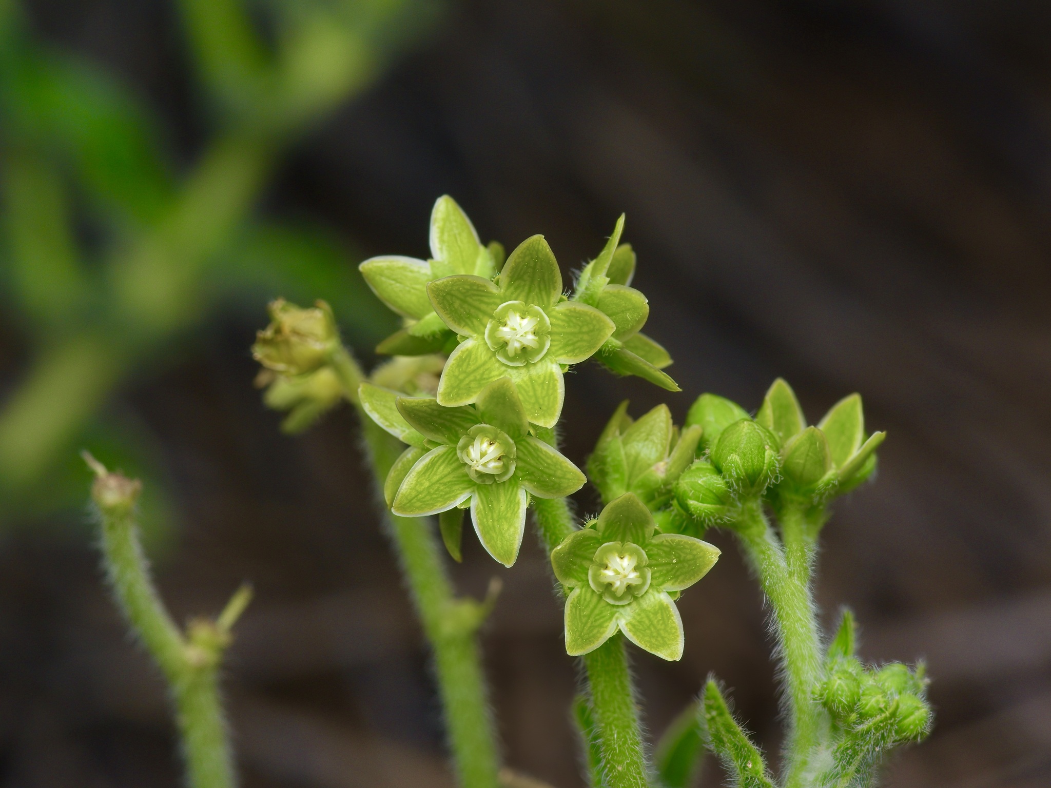 Matelea brevicoronata