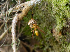 Polistes japonicus