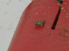 Conotrachelus recessus