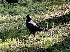 Corvus frugilegus