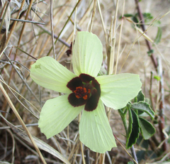 Hibiscus caesius