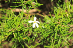 Ricinocarpos pinifolius