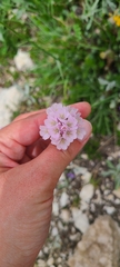 Armeria majellensis