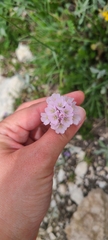 Armeria majellensis