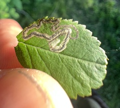 Stigmella anomalella