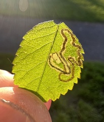 Stigmella anomalella
