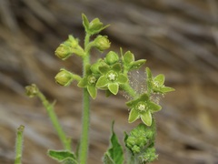 Matelea brevicoronata
