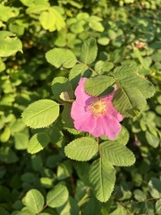 Stigmella anomalella