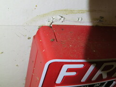 Conotrachelus recessus