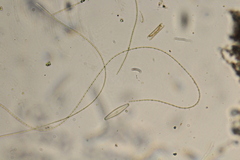 Oscillatoria redekei