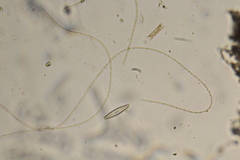 Oscillatoria redekei