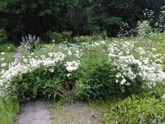Clematis recta