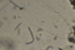 Oscillatoria redekei