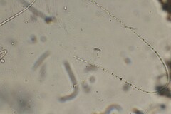 Oscillatoria redekei