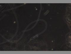 Oscillatoria redekei