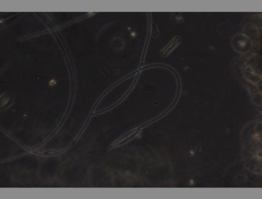 Oscillatoria redekei