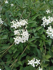 Clematis recta