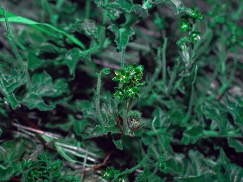 Image of Matelea brevicoronata by (c) Michelle W. （鍾偉瑋）, some rights reserved (CC BY)