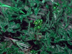 Matelea brevicoronata