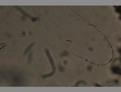 Oscillatoria redekei