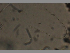 Oscillatoria redekei