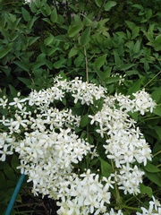 Clematis recta