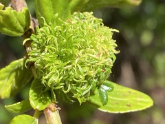 Asphondylia ceanothi