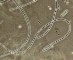 Oscillatoria redekei