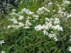 Clematis recta