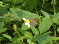 Rapala varuna formosana