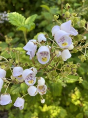 Jovellana