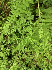 Lygodium japonicum