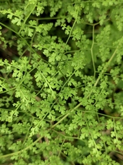 Lygodium japonicum